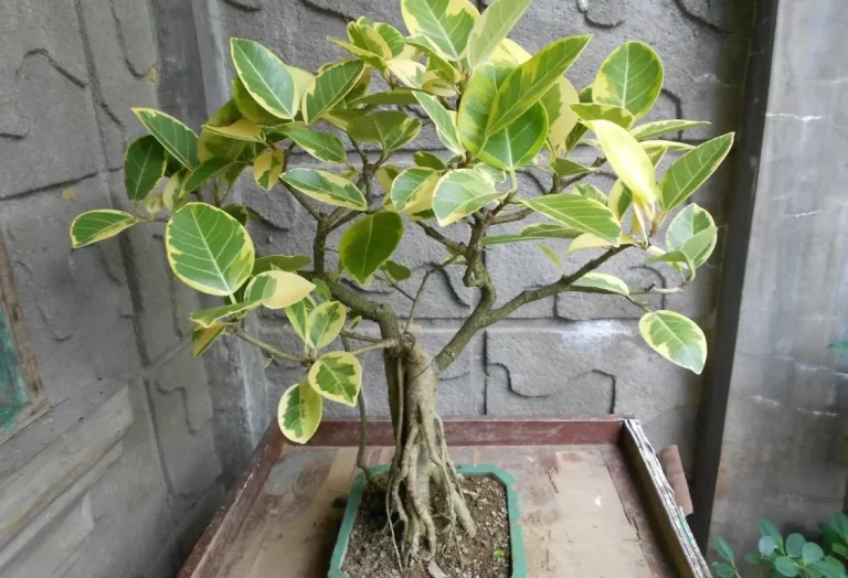 plantera och odla ficus