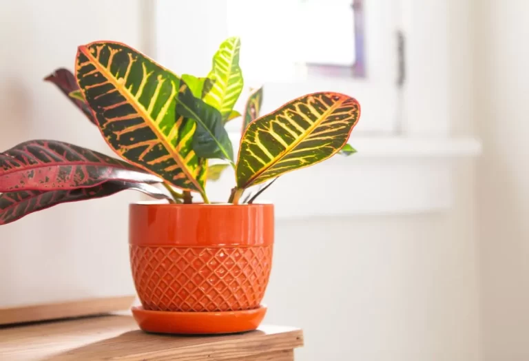 planterar och odlar Croton