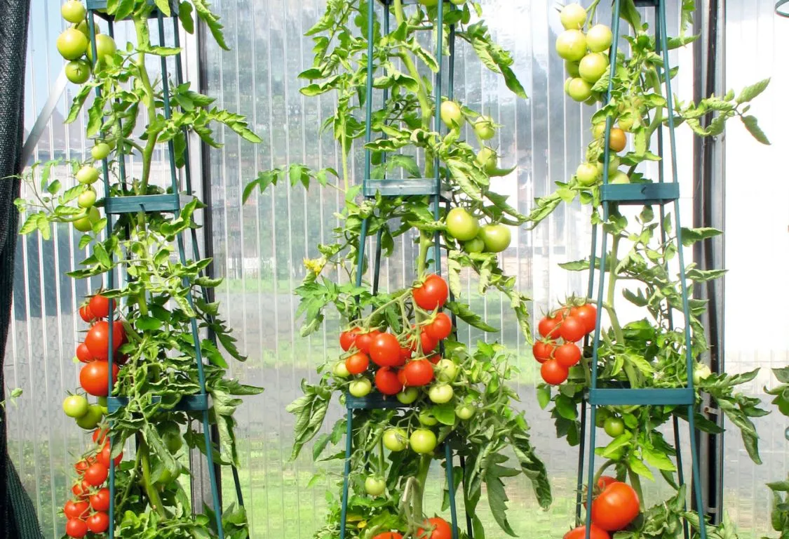 Tomatodling i Trädgårdsdesign