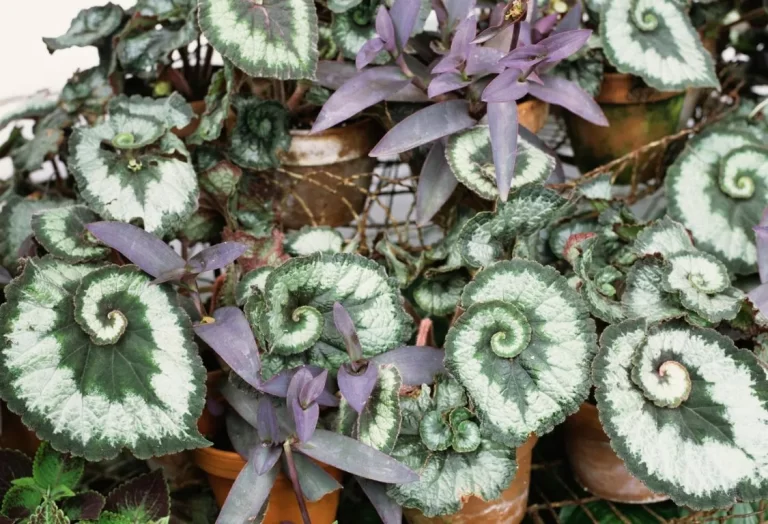 Escargot Begonia skötsel