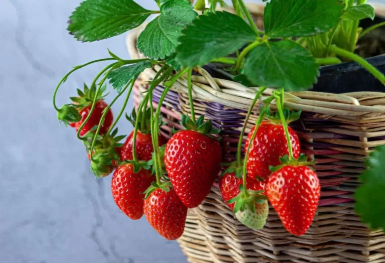 placera dina krukjordgubbar rätt