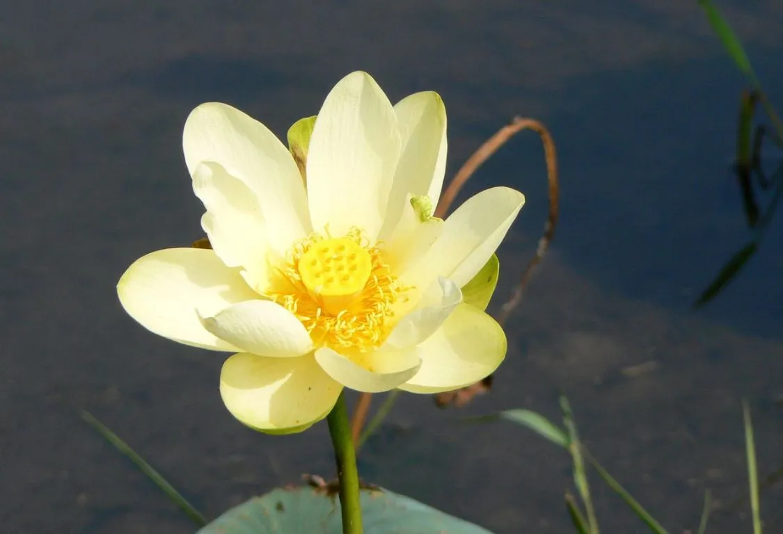 Nelumbo luteas Habitat