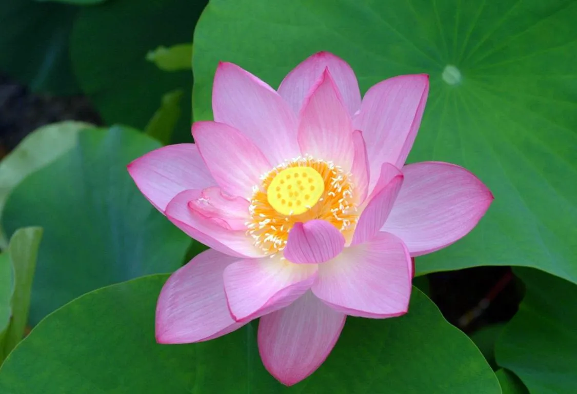 Nelumbo lutea blommar