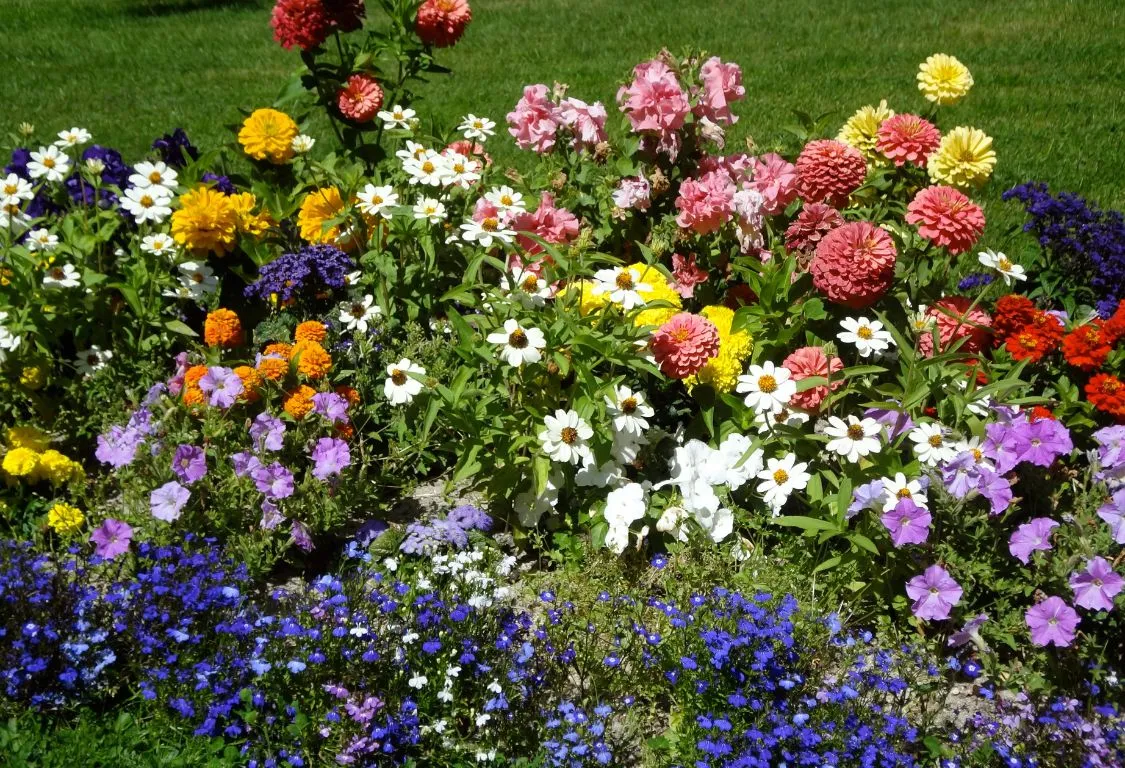 Plantera Blommor i Maj