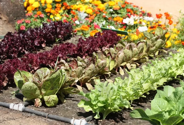 Odla grönsaker i maj