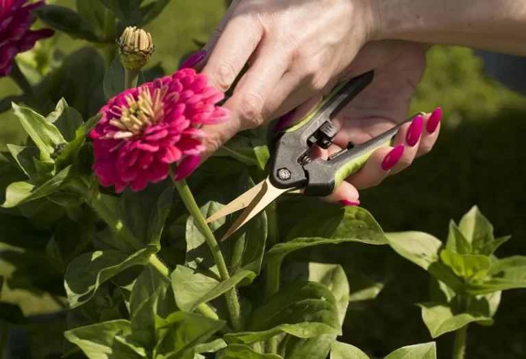 Beskärningstips för maj