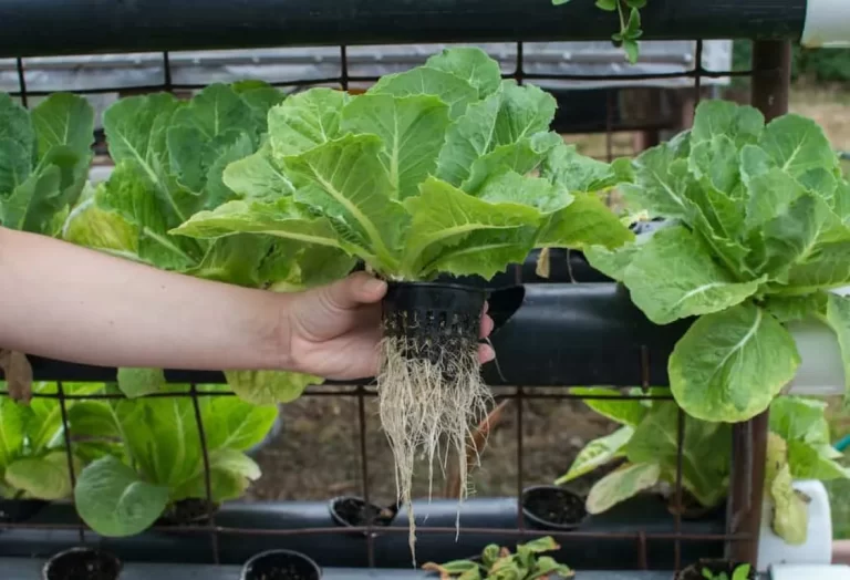 Fördelar med hydrokultur