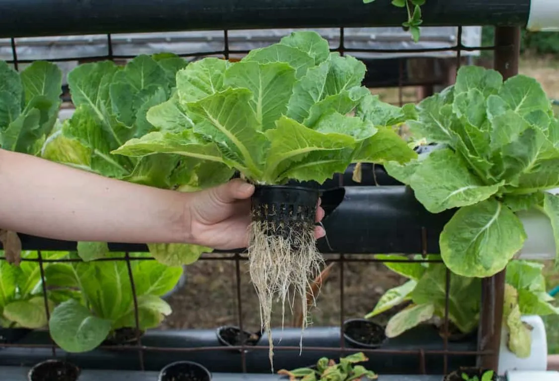 Fördelar med hydrokultur