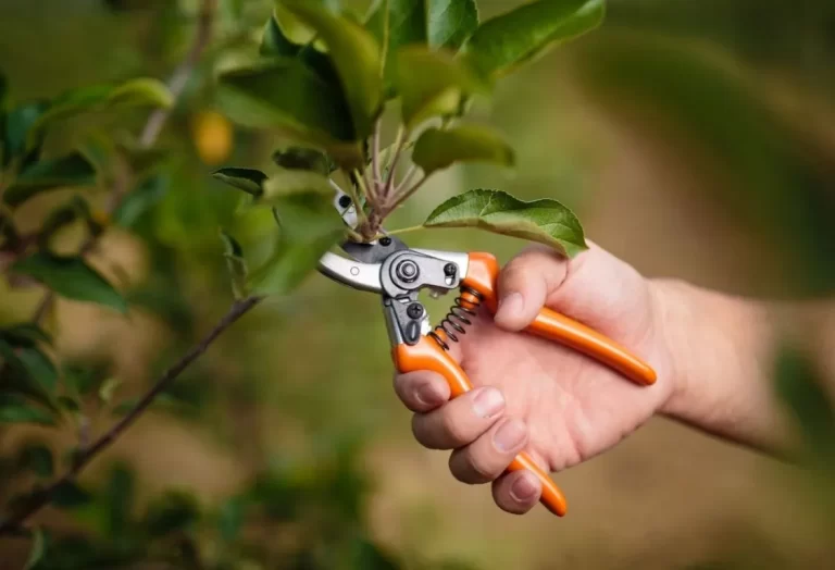 Beskära träd och buskar