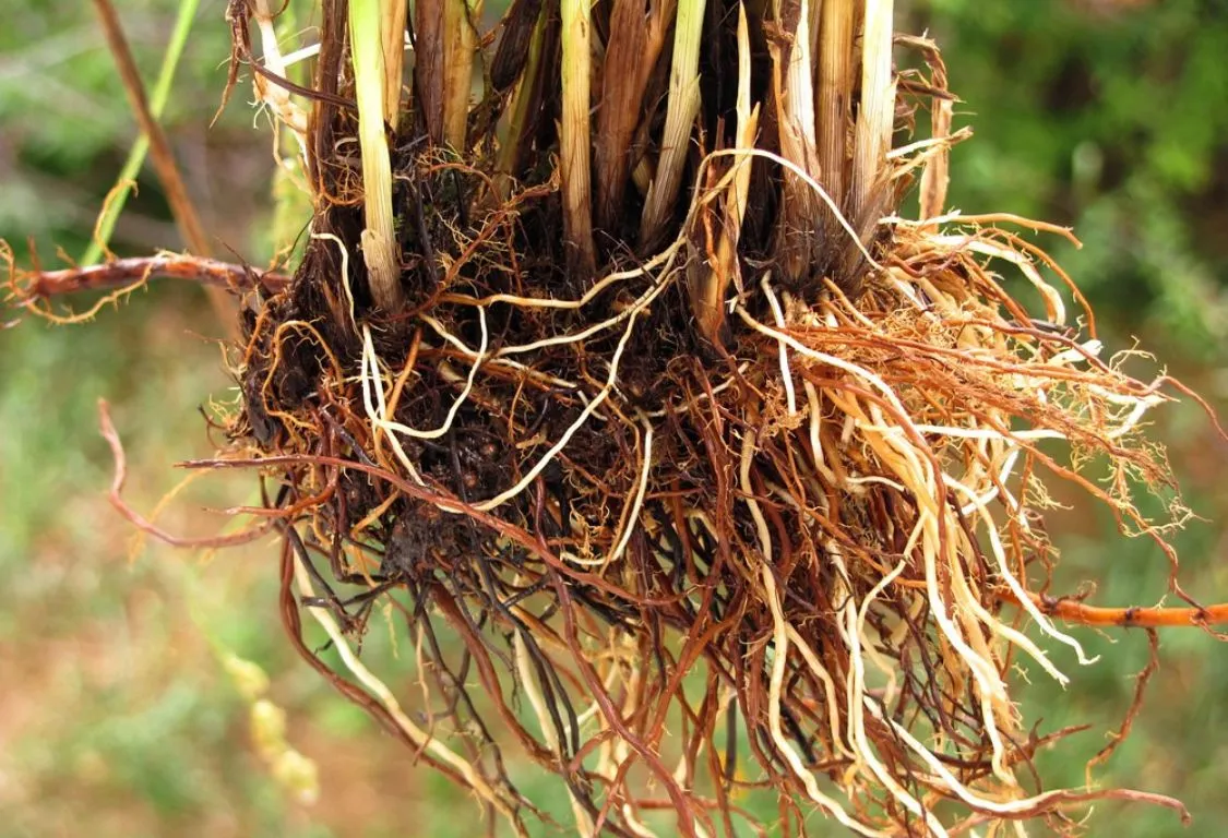 missfärgade rötter