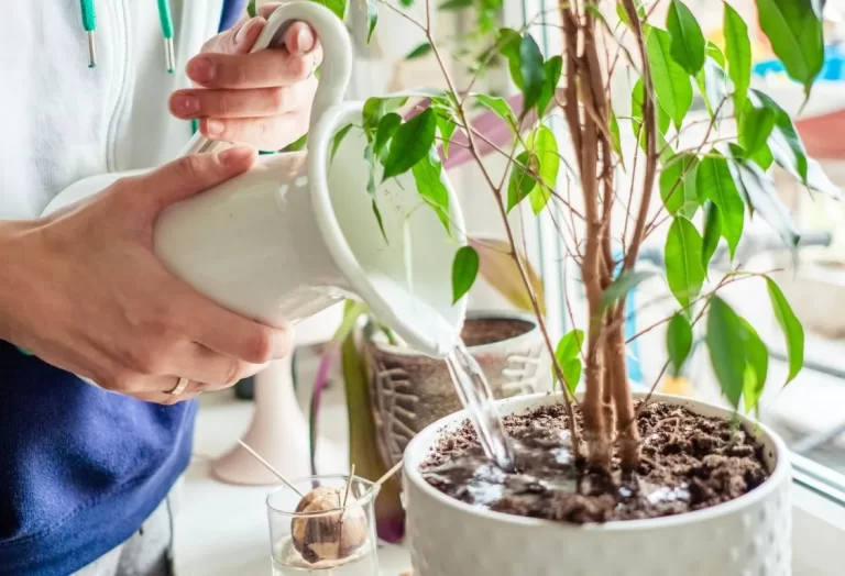 övervattning av krukväxter