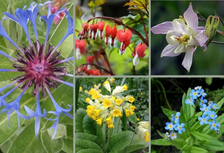 perenner som blommar i maj