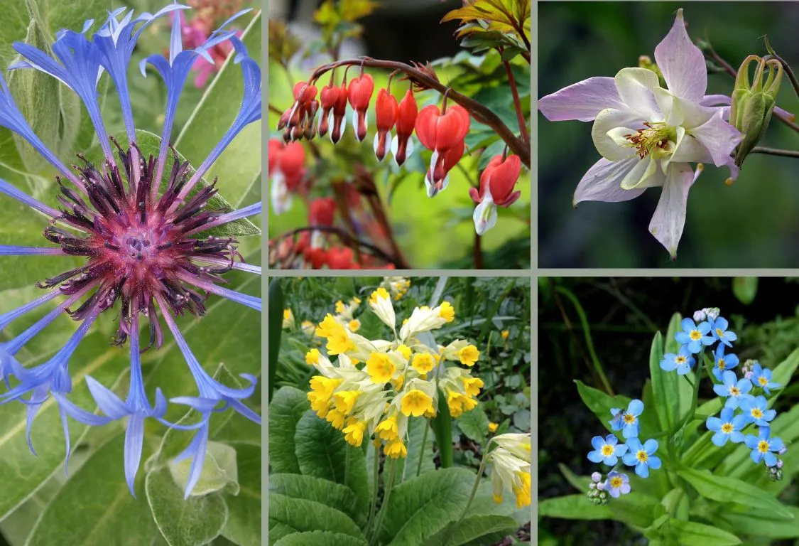 perenner som blommar i maj