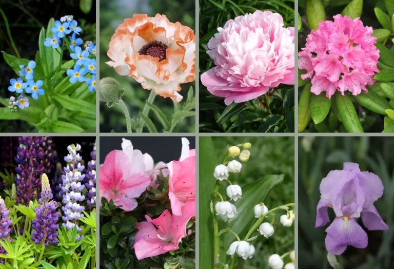 Vad blommar i maj juni