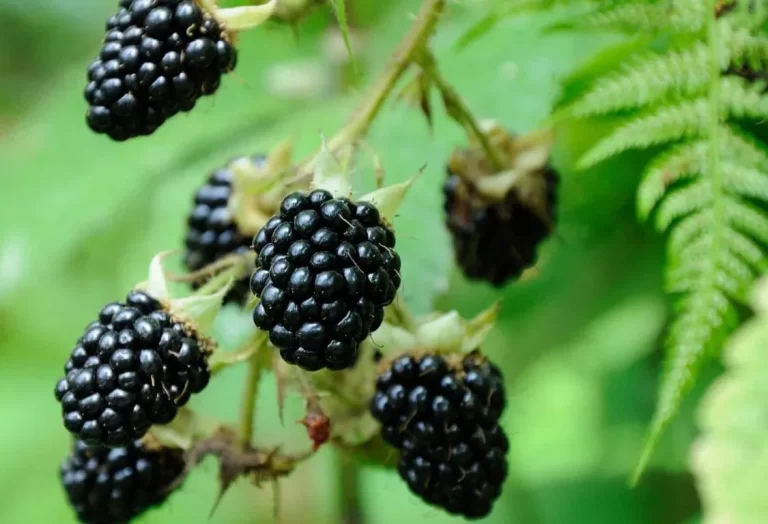 Hur odlar man mullbär