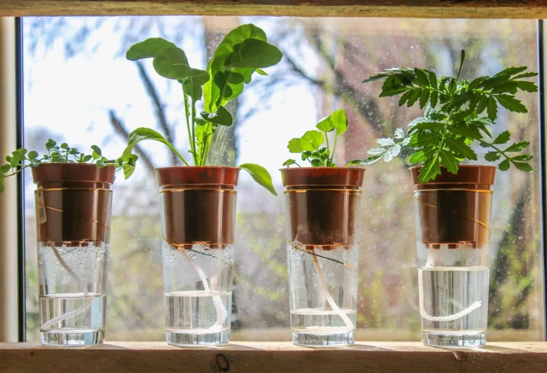 Bevattna krukväxter