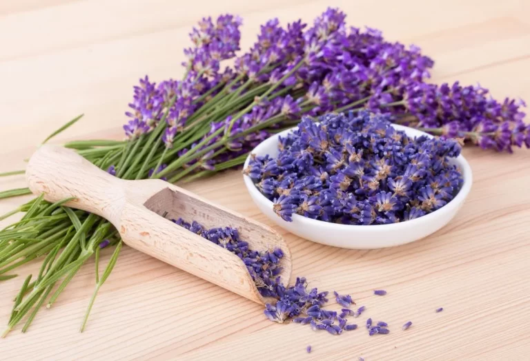 Hälsofördelar med lavendel