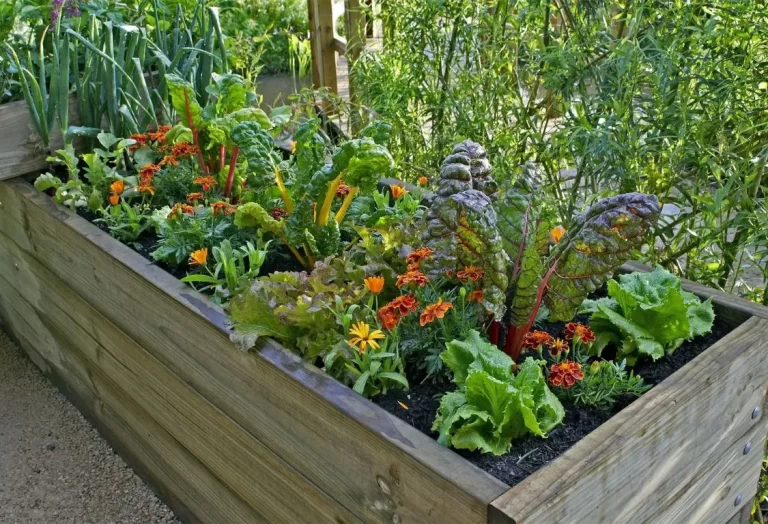 skapa en köksträdgård