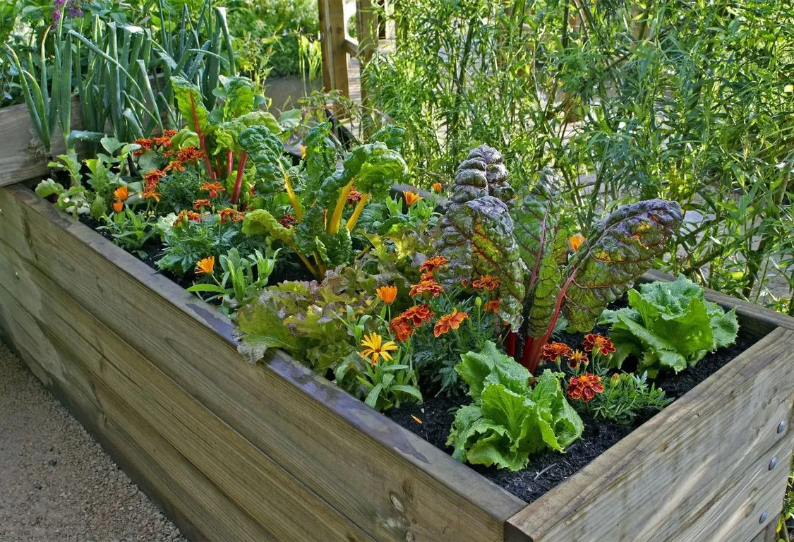 skapa en köksträdgård