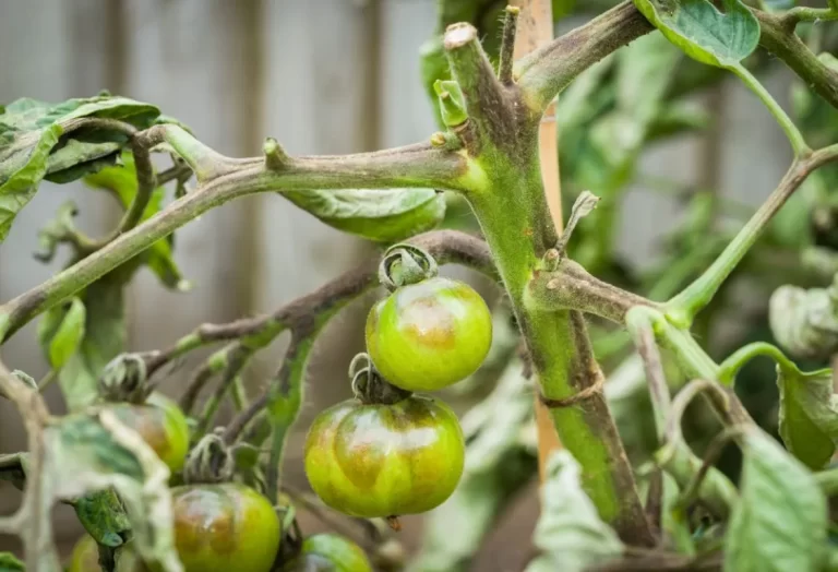 Odla tomater utan kemikalier