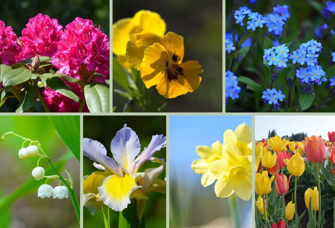 Månadens blommor i maj