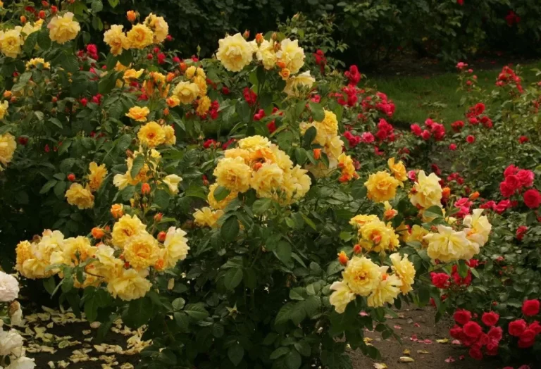 Allt du behöver veta rosor