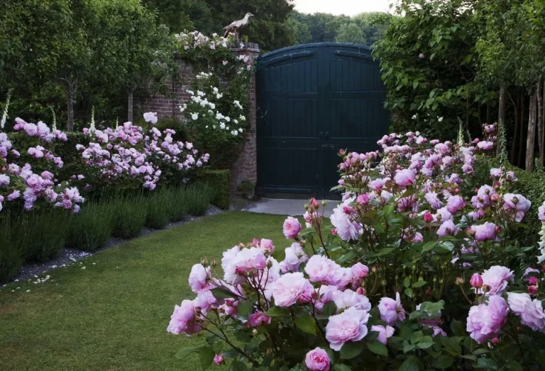 Odla rosor i trädgården