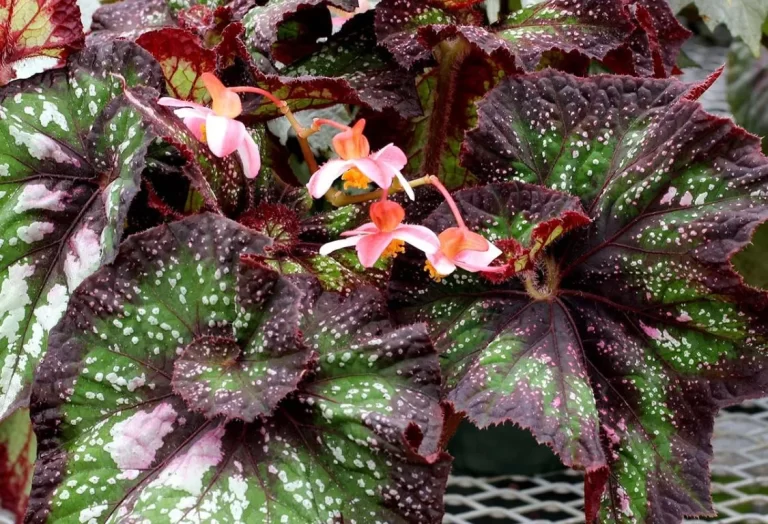 Escargot Begonia inomhusodling