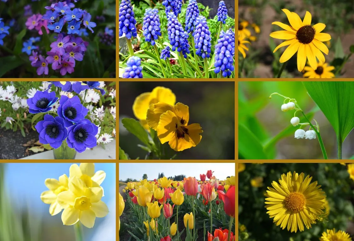 Populära blommor för maj