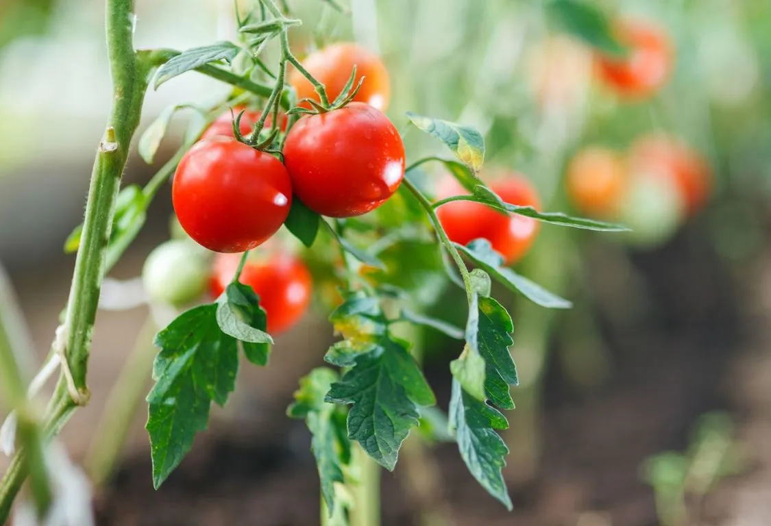 Tomatodling för Nybörjare