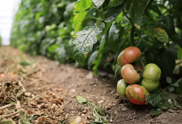skadedjur i tomatodling