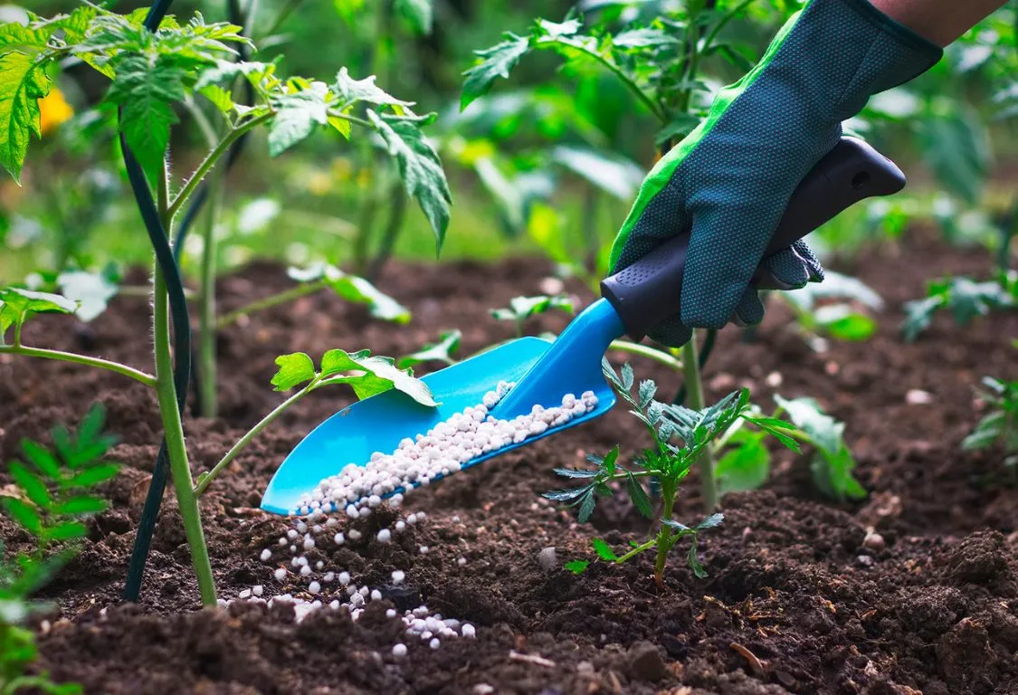 bästa gödsel för tomatodling