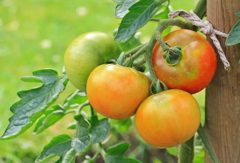 tomatssorter Sverige