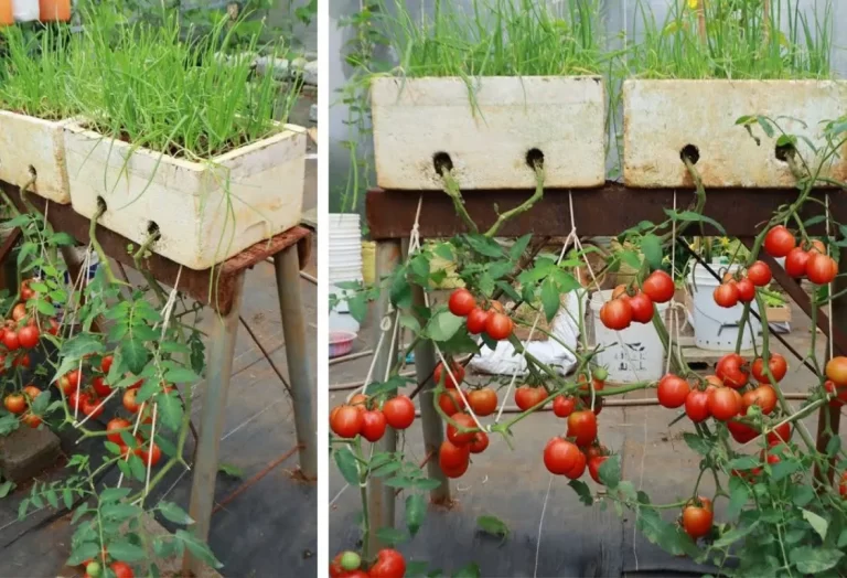 Tomatodling på balkongen