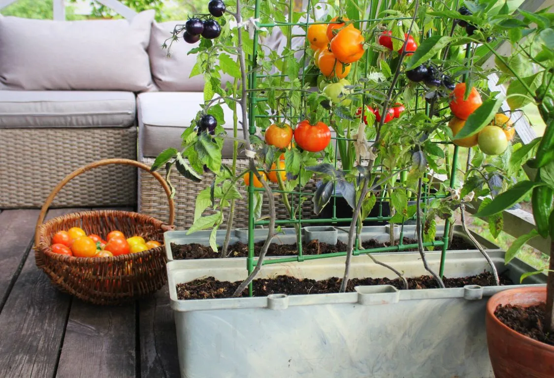 Odla tomater inomhus på vintern