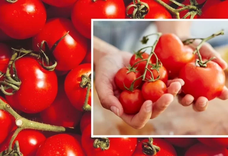 förvara färska tomater