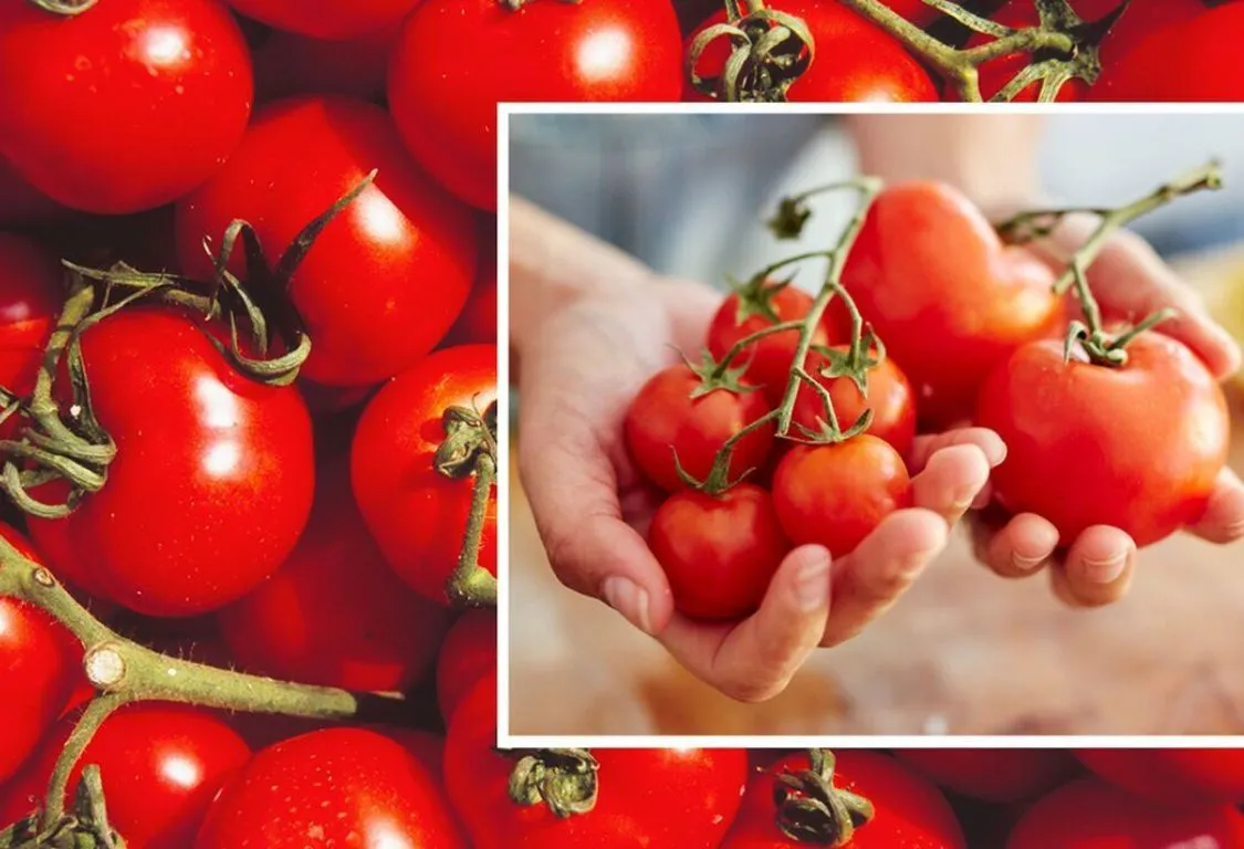 förvara färska tomater