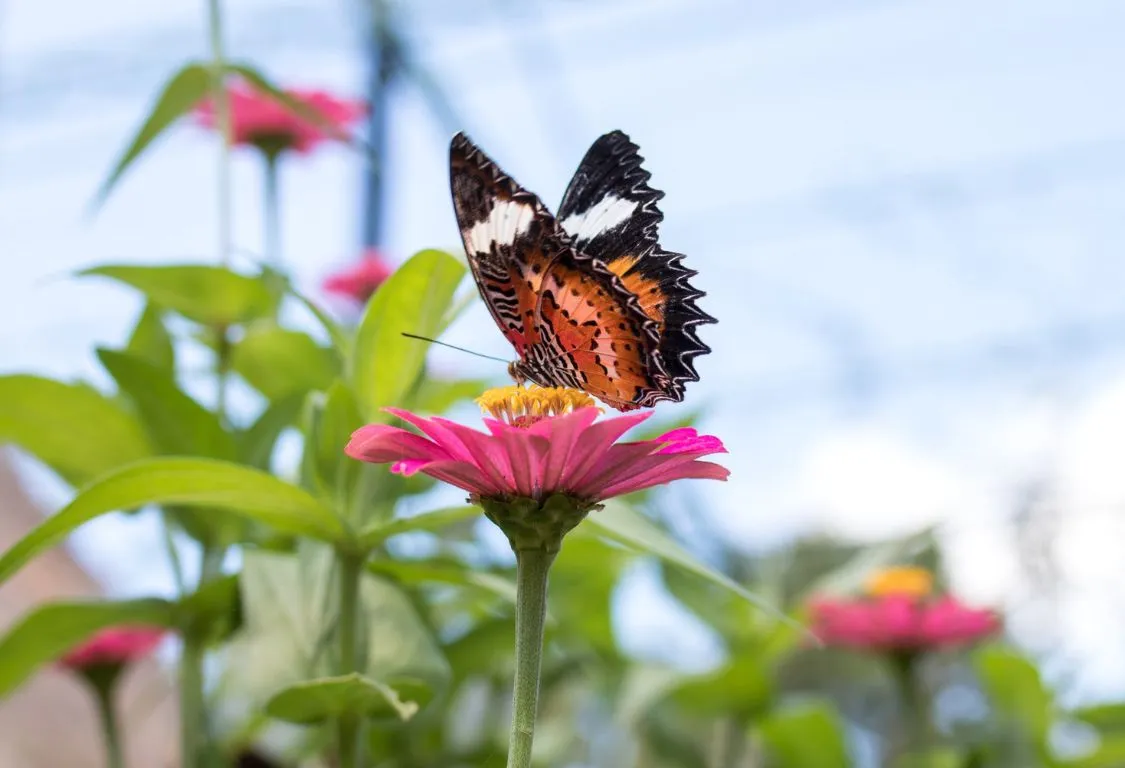 Fjärilsvänliga växter