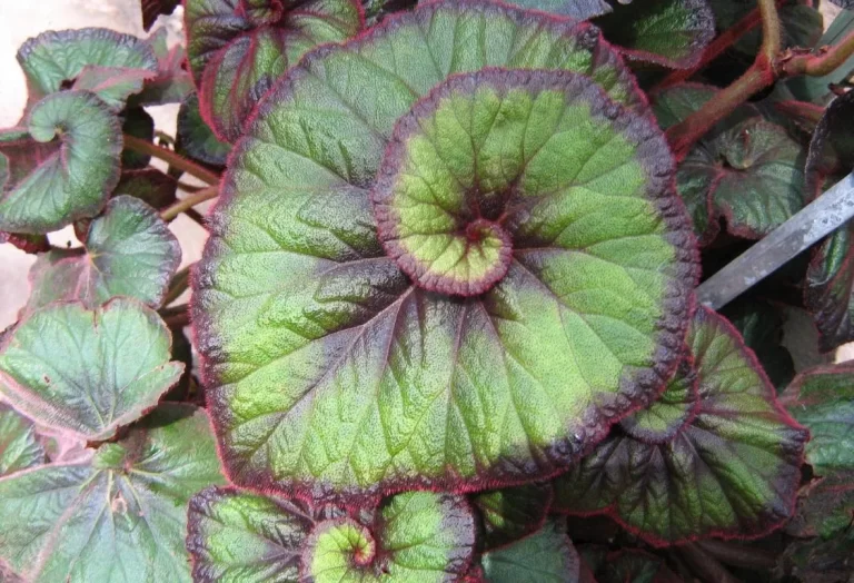 Escargot Begonia trädgårdsdesign