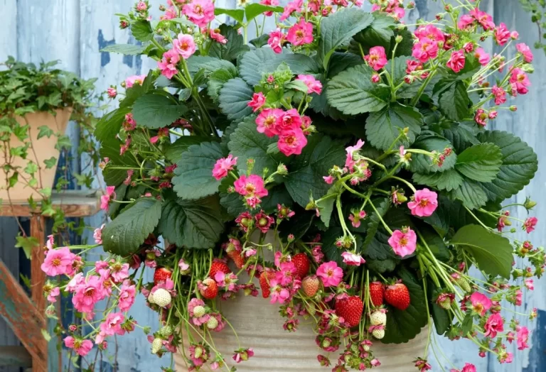 Köp jordgubbsplantor för krukor