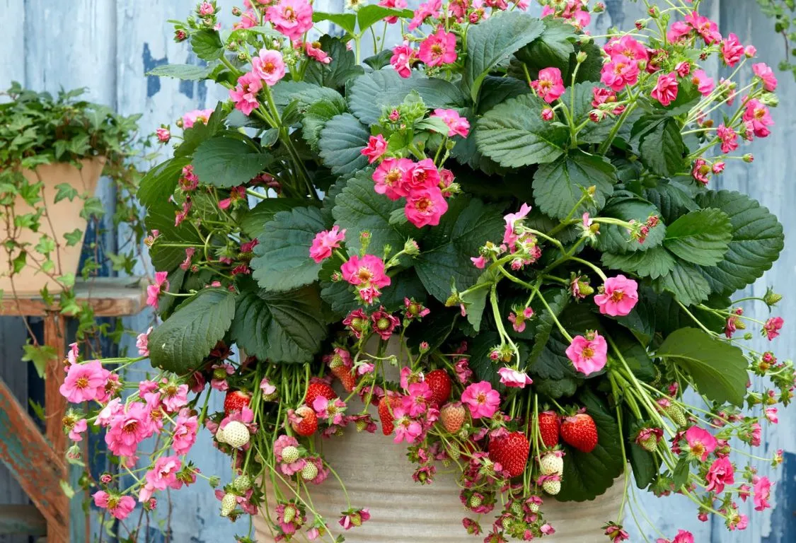 Köp jordgubbsplantor för krukor