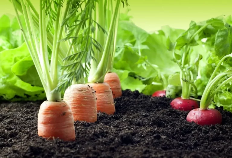 Så grönsaker i maj