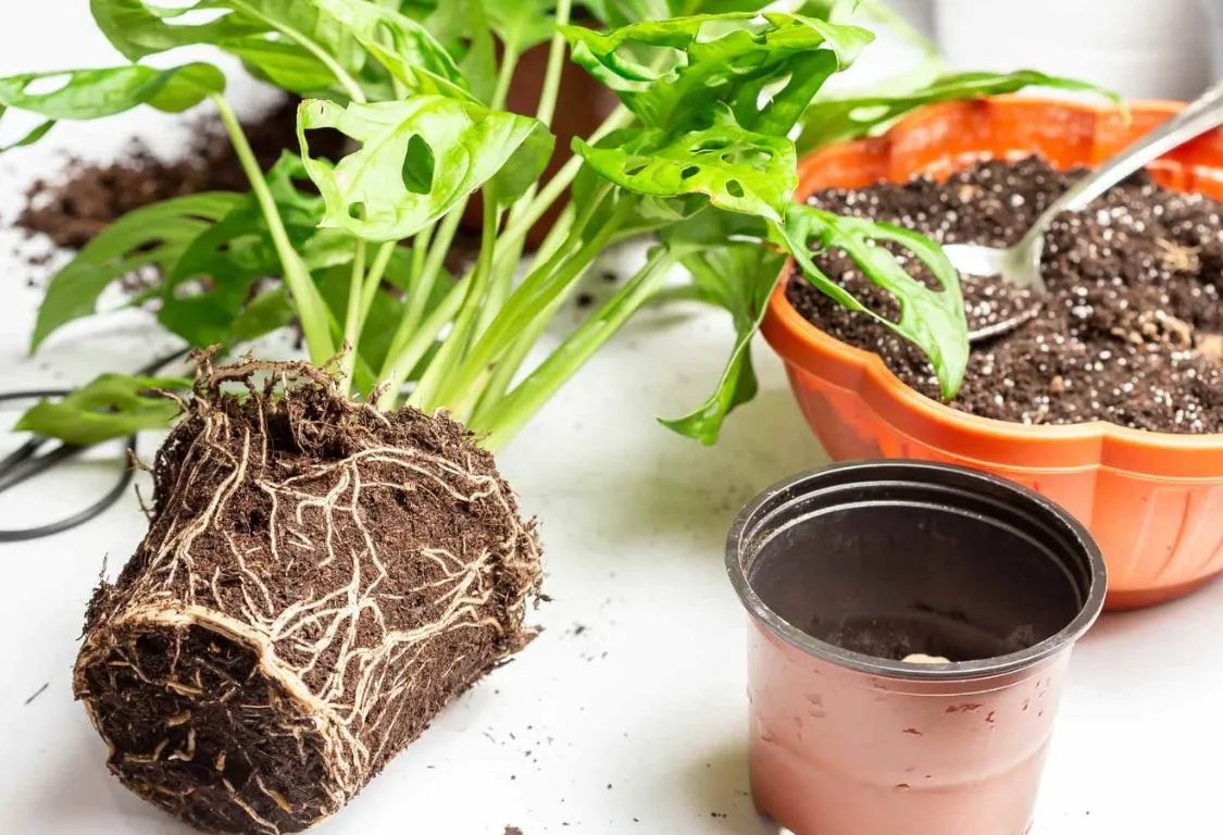 Rotröta i krukväxter