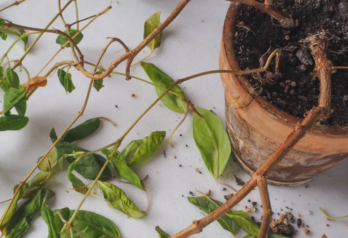 rotrota i krukväxter