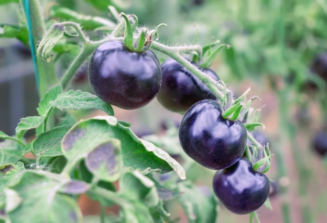 Svarta tomaters ursprung