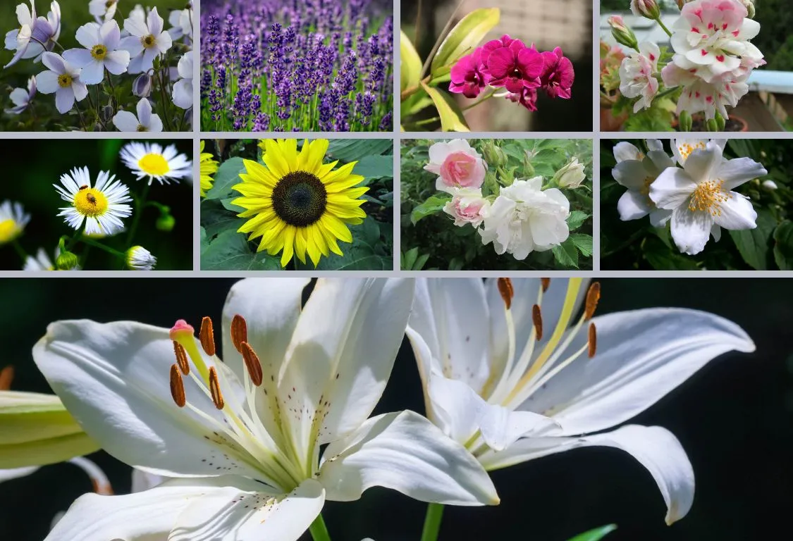 psykologisk tröst blommor
