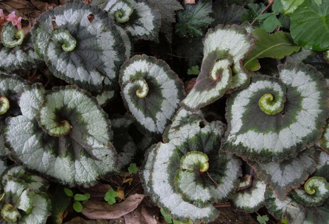 Escargot Begonia trädgårdsdekorationer
