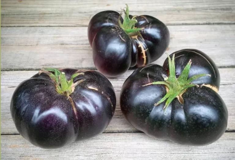 Svart tomat näringsvärde