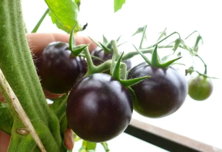 sorter av svarta tomater