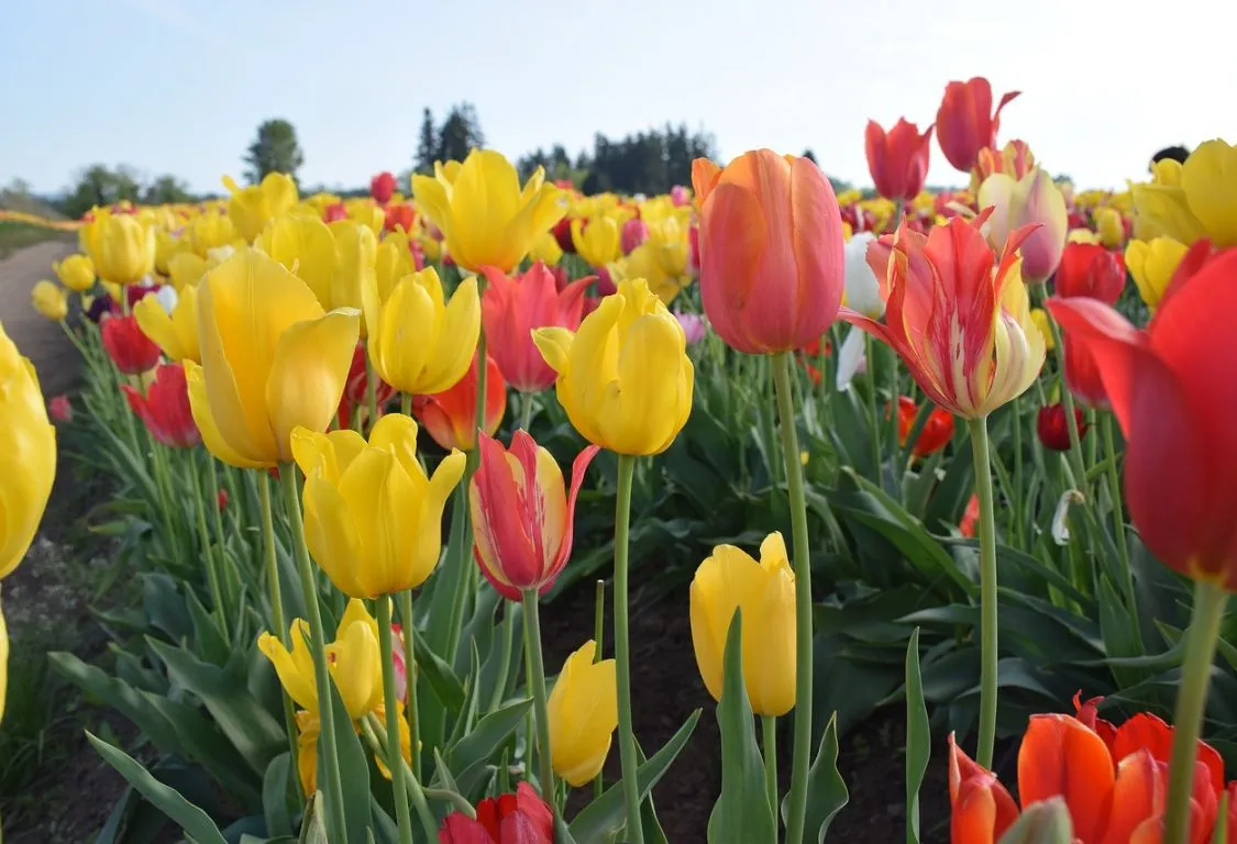 Tulpaner